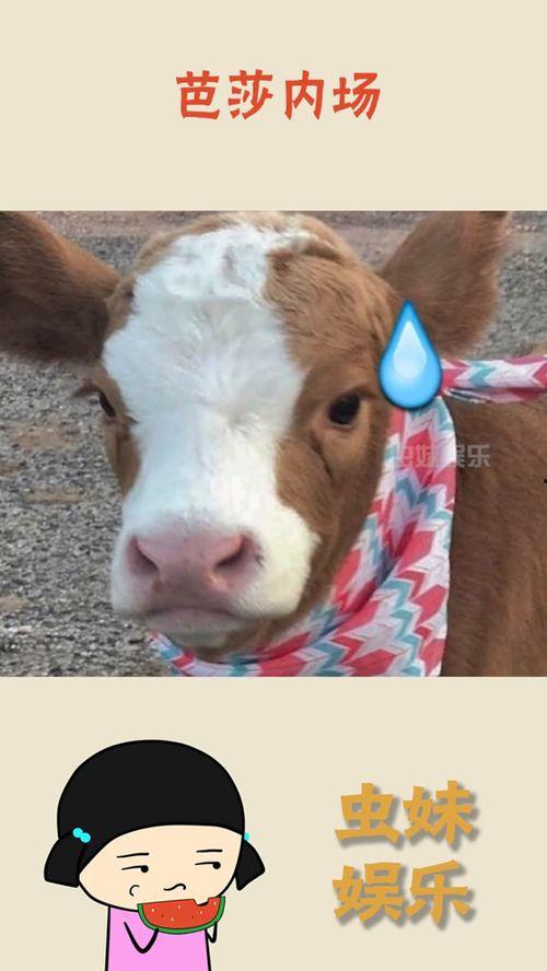 娱乐吃瓜酱兔子,揭秘娱乐圈那些不为人知的幕后故事